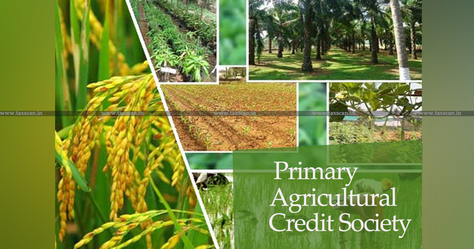 PACS Computerization Project by NABARD